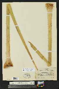 Dasylirion wheeleri image