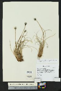 Eriophorum vaginatum image