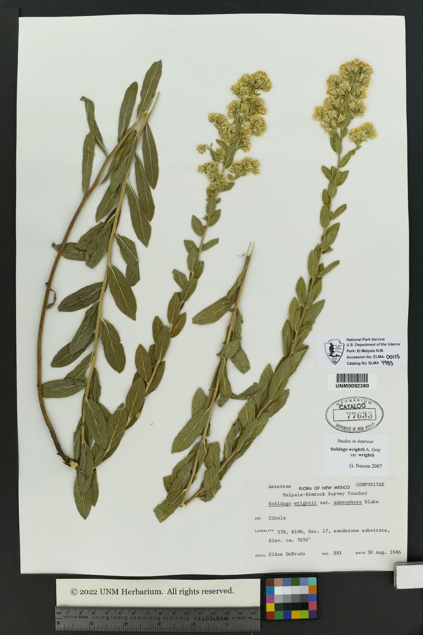 Solidago wrightii var. wrightii image