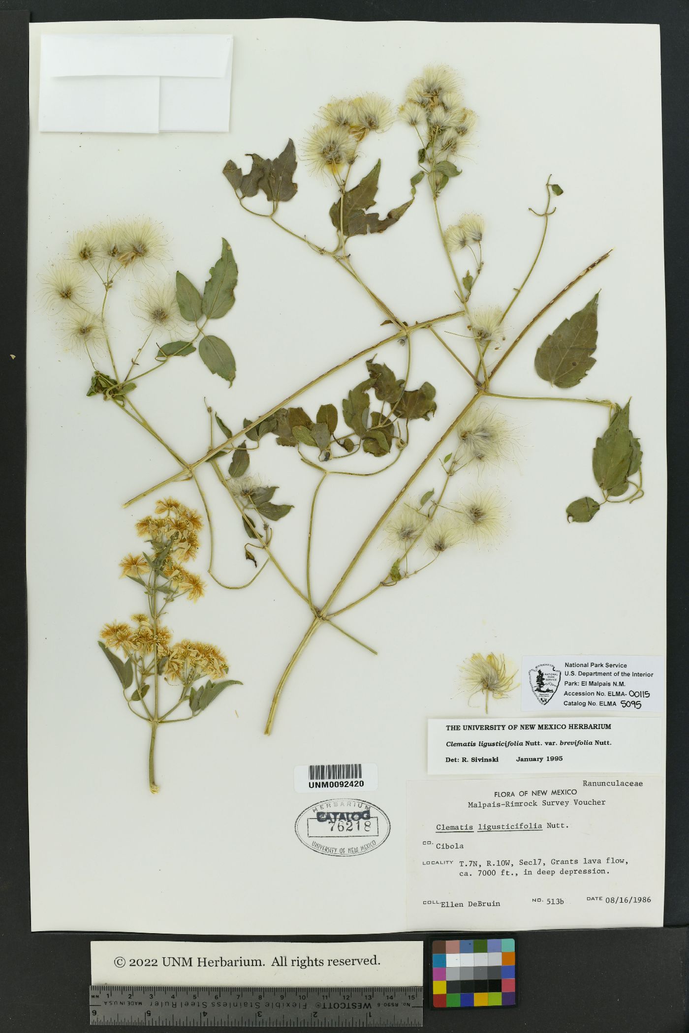 Clematis ligusticifolia var. brevifolia image