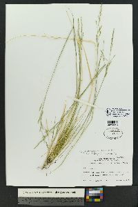 Piptatheropsis micrantha image