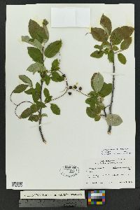 Prunus virginiana var. melanocarpa image