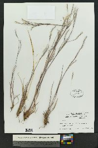 Schizachyrium scoparium var. scoparium image