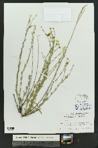 Menodora scabra image