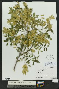 Fraxinus cuspidata image