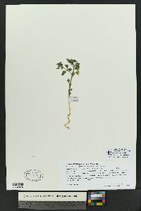 Physalis hederifolia var. fendleri image