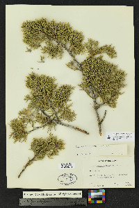 Juniperus osteosperma image