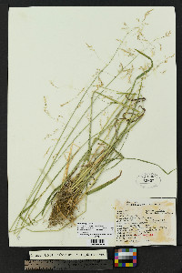 Poa tracyi image