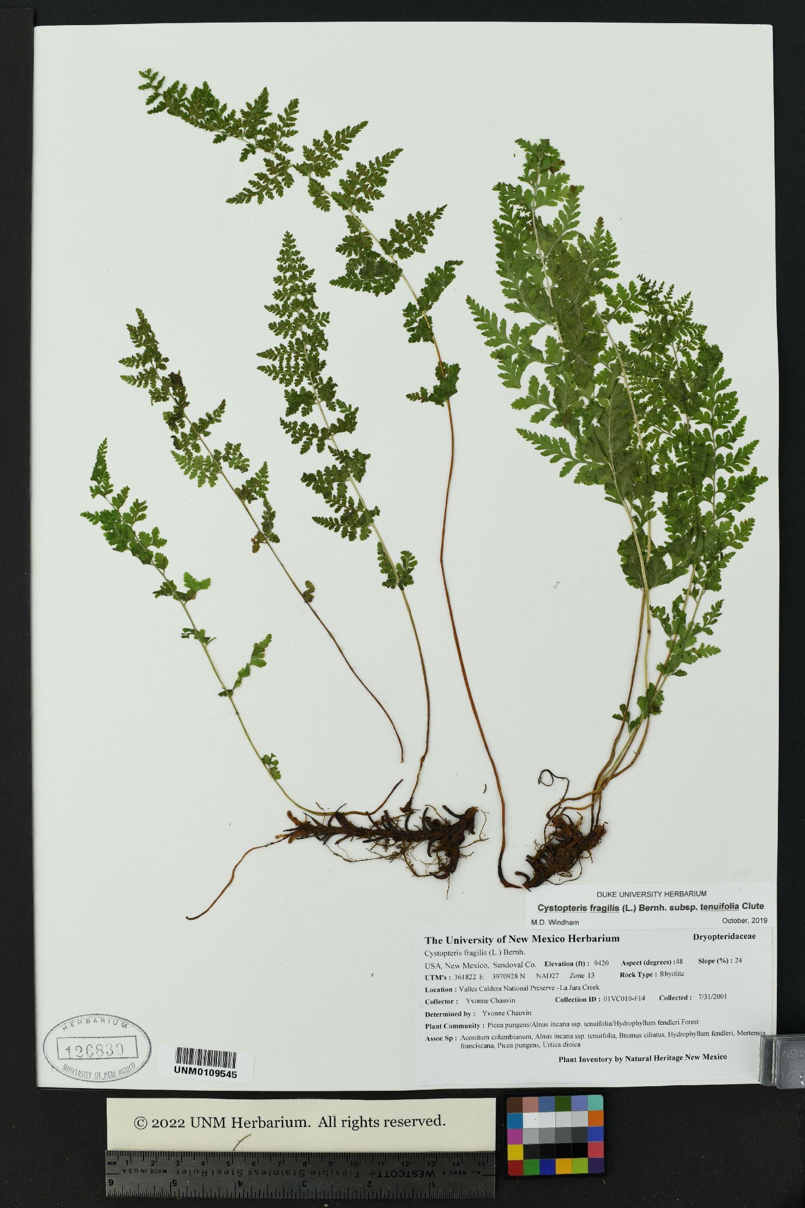 Cystopteris fragilis subsp. tenuifolia image