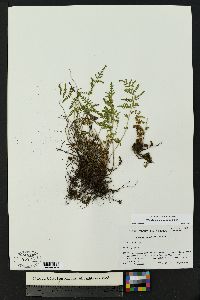 Woodsia plummerae image