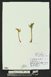 Botrychium echo image