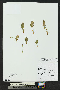 Botrychium neolunaria image
