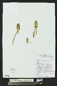 Botrychium neolunaria image