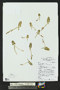 Botrychium neolunaria image