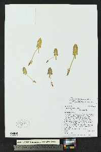 Botrychium neolunaria image