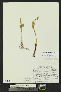 Botrychium neolunaria image