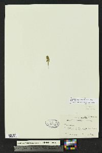 Botrychium neolunaria image