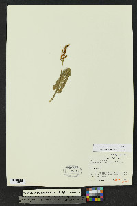 Botrychium neolunaria image