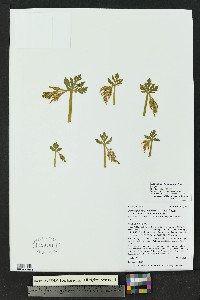 Botrychium lanceolatum image