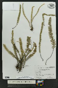 Myriopteris aurea image