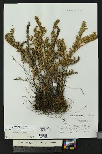 Myriopteris rufa image