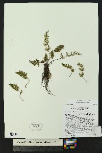 Myriopteris gracilis image