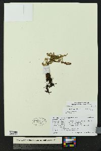 Myriopteris fendleri image
