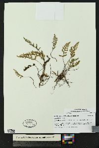 Myriopteris fendleri image