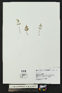 Pellaea glabella image