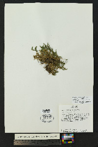 Selaginella underwoodii image