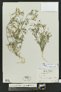 Astragalus nuttallianus var. austrinus image