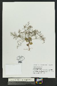 Eriogonum rotundifolium image