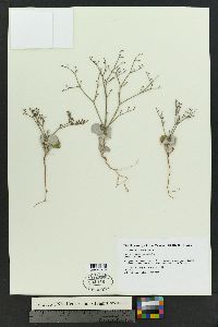 Eriogonum rotundifolium image