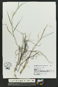 Digitaria californica image