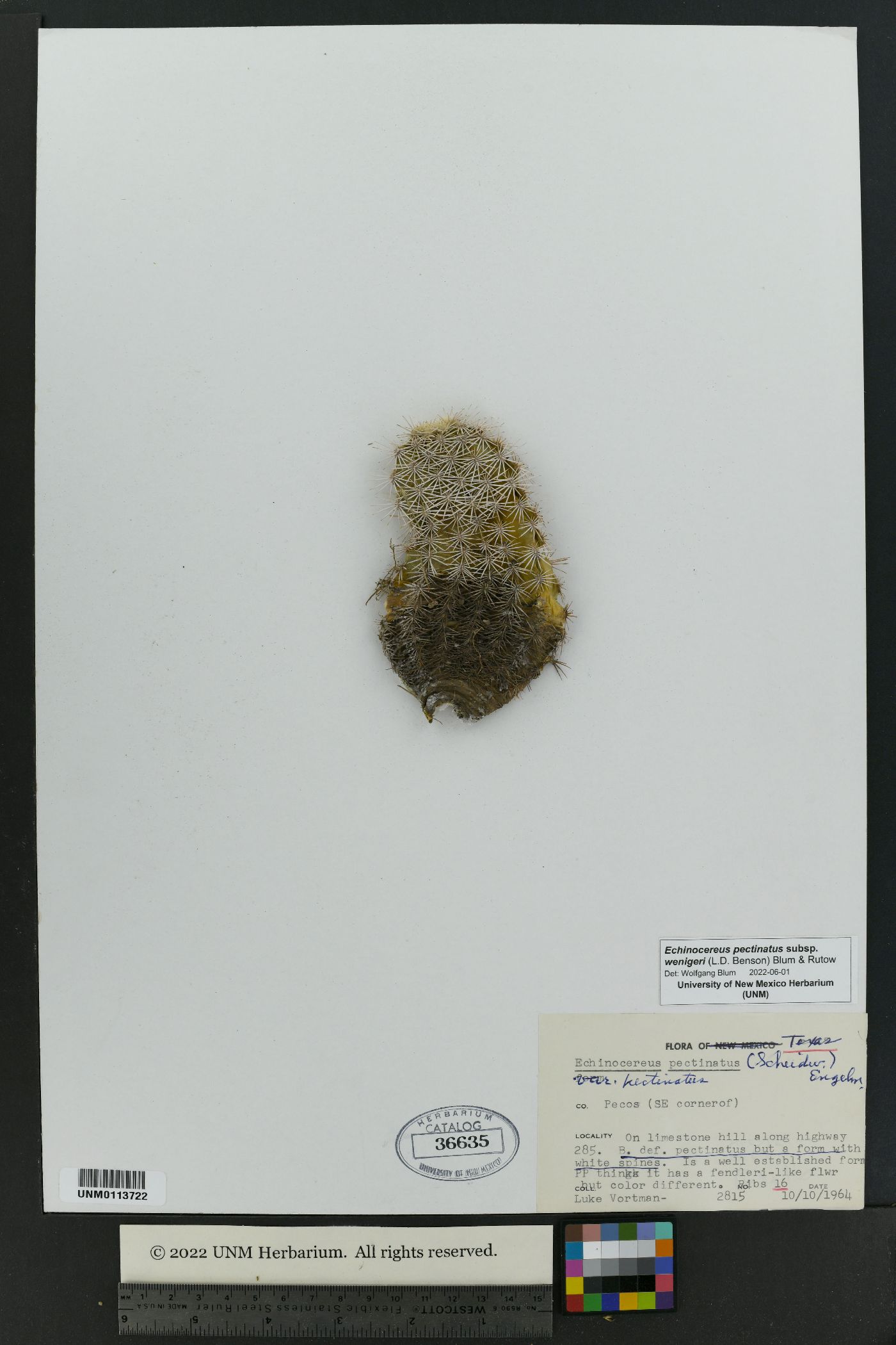 Echinocereus pectinatus image