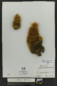 Echinocereus chloranthus subsp. rhyolithensis image