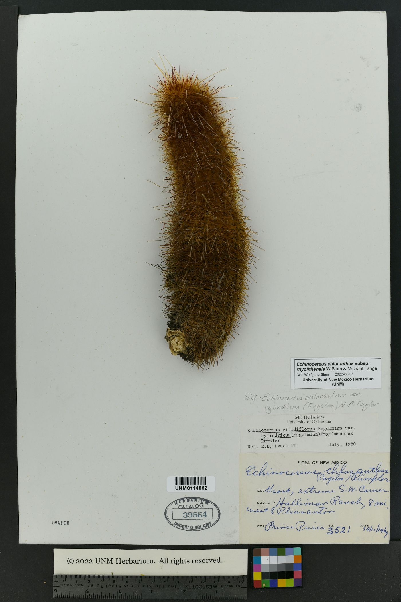 Echinocereus chloranthus image