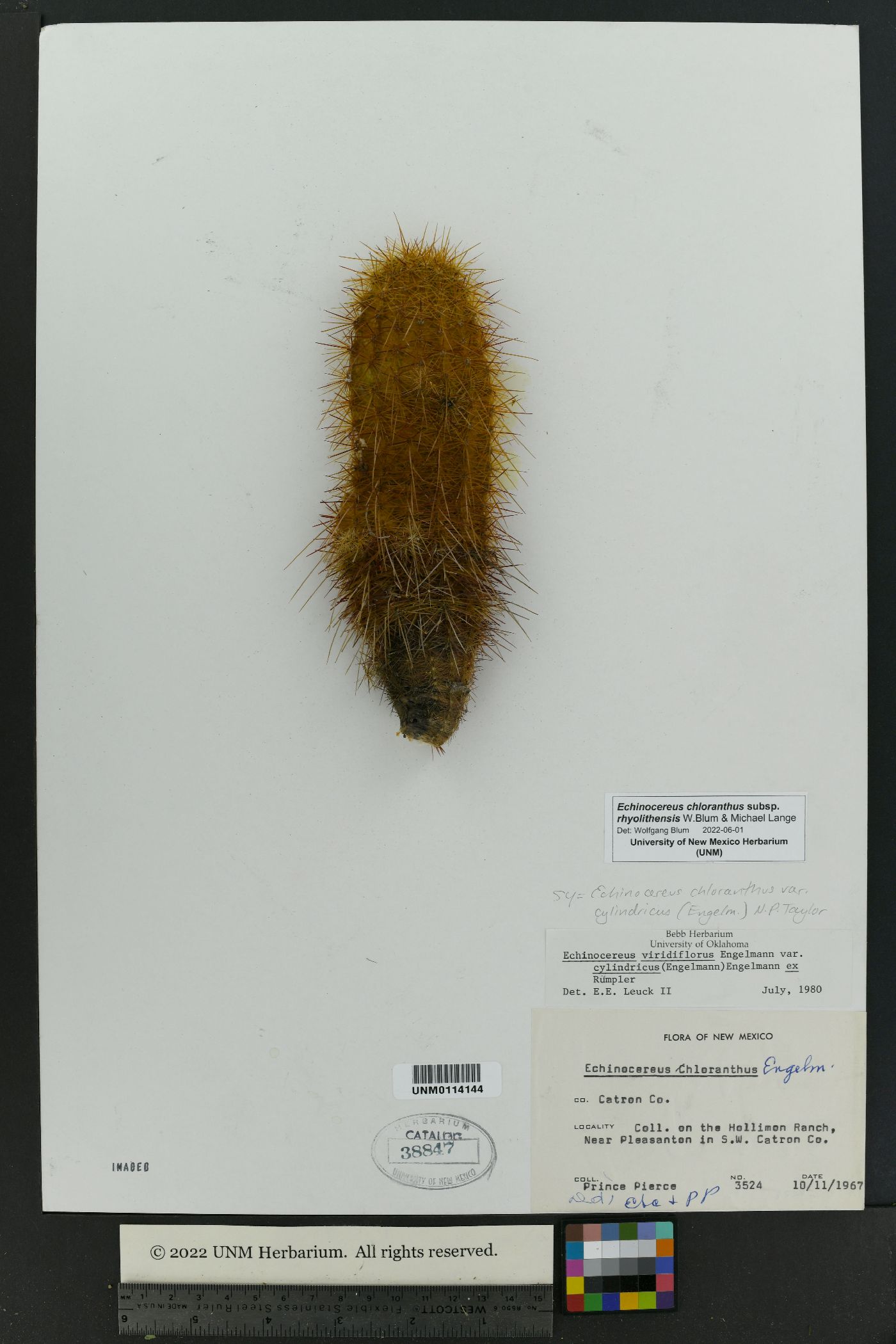 Echinocereus chloranthus image