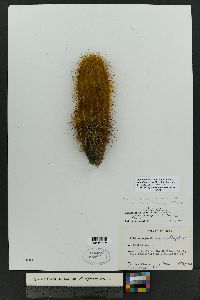 Echinocereus chloranthus subsp. rhyolithensis image