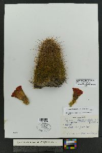 Echinocereus coccineus image