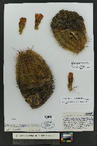 Echinocereus coccineus image