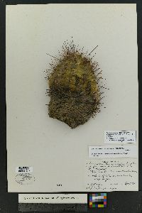 Echinocereus coccineus image