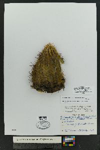 Echinocereus arizonicus subsp. nigrihorridispinus image