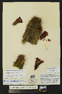 Echinocereus arizonicus subsp. nigrihorridispinus image