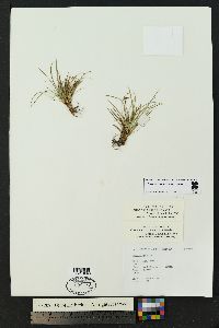 Carex rossii image