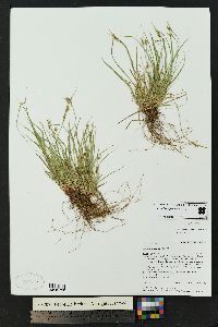 Carex rossii image