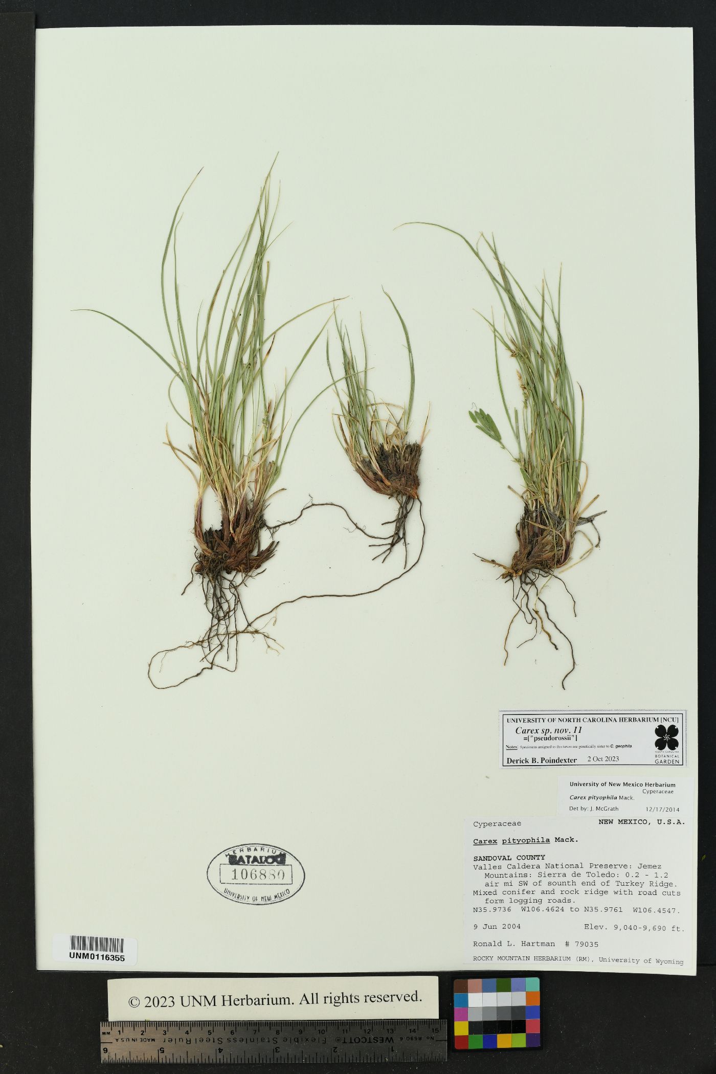 Carex pityophila image