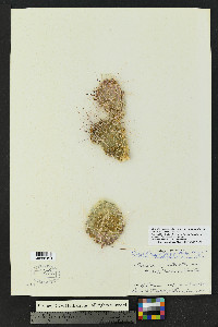 Opuntia polyacantha var. polyacantha image