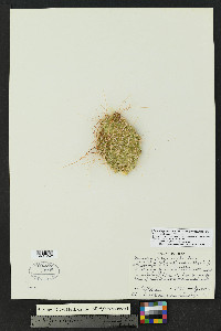 Opuntia polyacantha var. polyacantha image