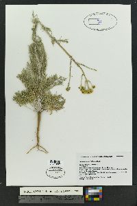 Hymenopappus filifolius image